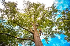 Professional Tree Care in Sun Valley, PA