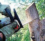 Best Firewood Processing and Delivery  in Sun Valley, PA