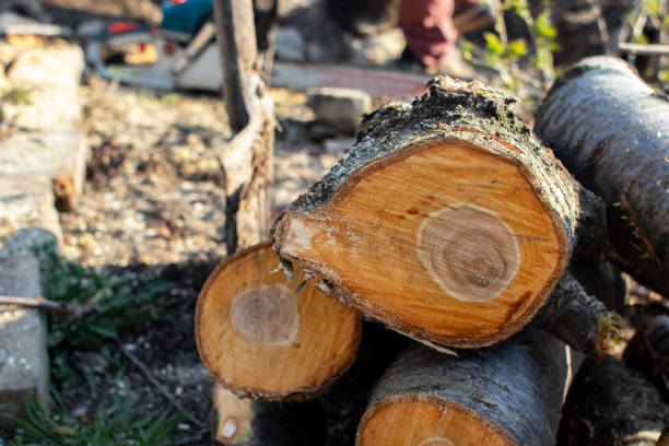 Best Storm Damage Tree Cleanup  in Sun Valley, PA