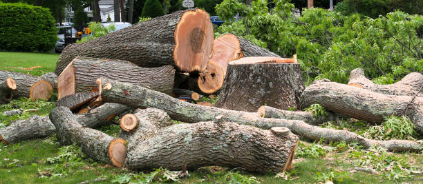Best Hazardous Tree Removal  in Sun Valley, PA