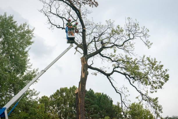 Trusted Sun Valley, PA Tree Care Experts