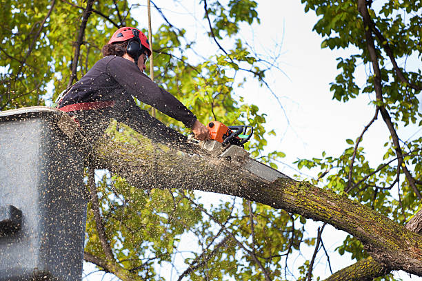 Best Leaf Removal  in Sun Valley, PA