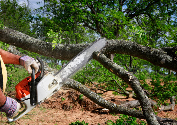 Best Tree Trimming and Pruning  in Sun Valley, PA