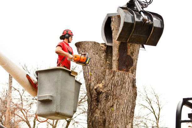 Best Tree and Shrub Care  in Sun Valley, PA